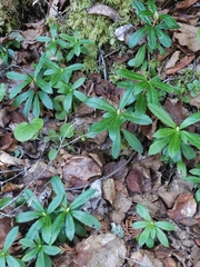 Chimaphila umbellata