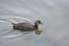 Fulica ardesiaca