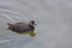 Fulica ardesiaca