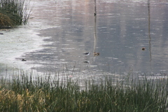 Himantopus mexicanus