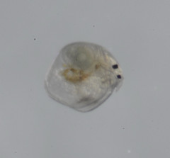 Chydoridae