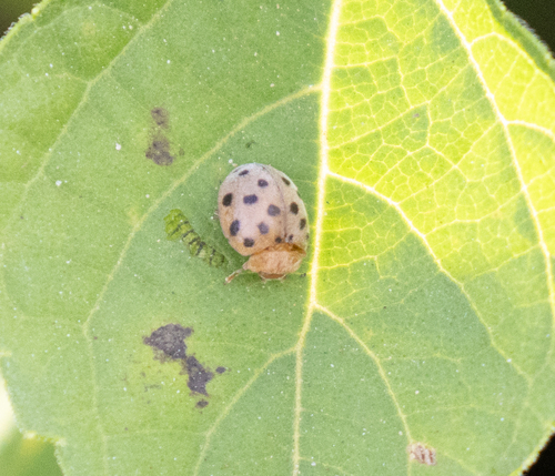 Chazeauiana punctipennis