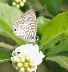 Leptotes cassius