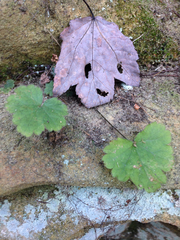 Heuchera missouriensis