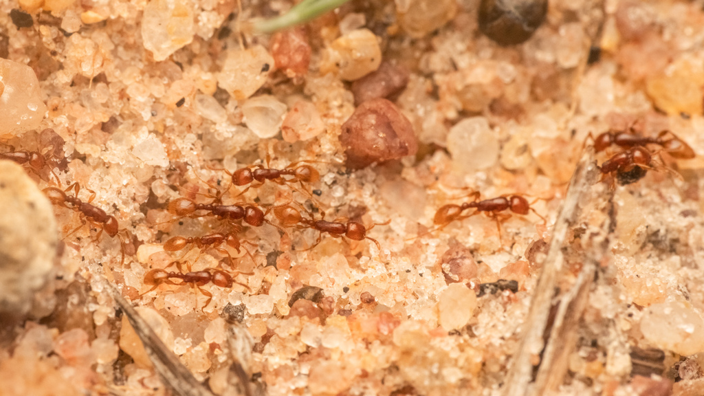 Javanus-group Raider Ants