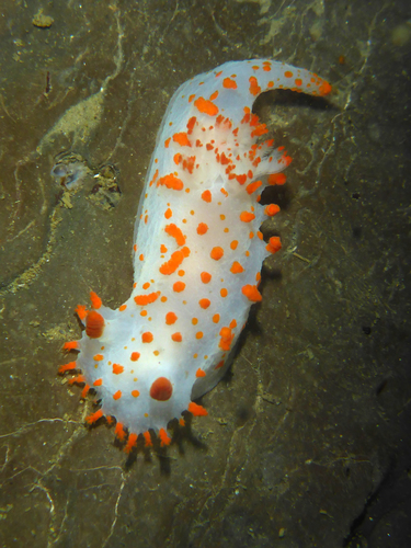 Clown Dorid