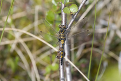 Leucorrhinia rubicunda