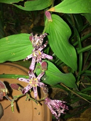 Tricyrtis hirta