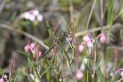 Leucorrhinia rubicunda