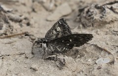 Hesperopsis alpheus