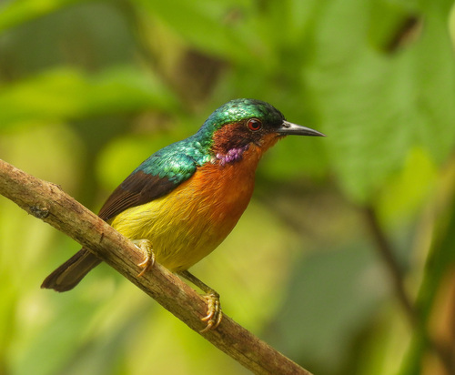 Ruby-cheeked Sunbird (Chalcoparia singalensis), photo 10