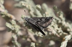 Hesperopsis alpheus
