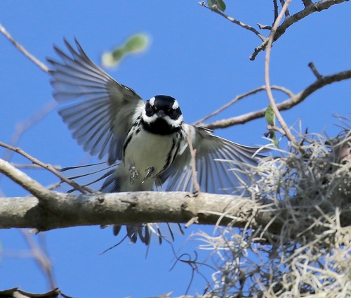 Black-throated Gray Warbler