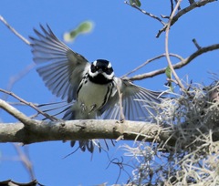 Black-Throated Gray Warbler photo 5