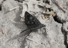 Hesperopsis alpheus