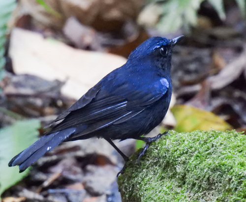 White-tailed Robin (Myiomela leucura), photo 10