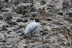 Chroicocephalus serranus