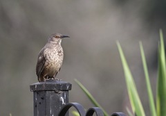 Toxostoma curvirostre