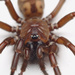 Funnel-web Spiders - Photo (c) Robert Briggs, some rights reserved (CC BY-SA), uploaded by Robert Briggs