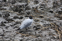 Chroicocephalus serranus