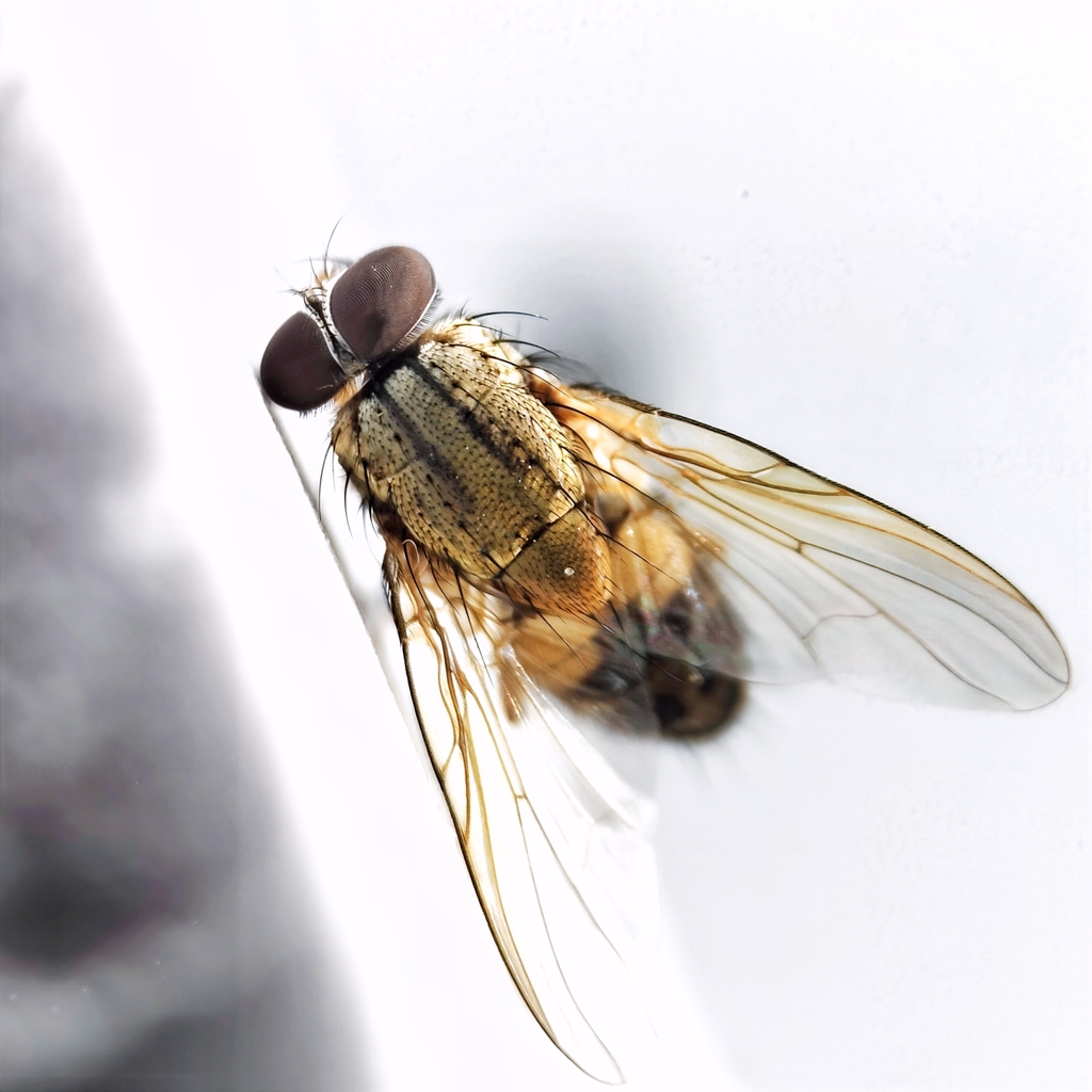 Myospila