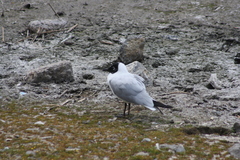 Chroicocephalus serranus