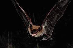 Myotis thysanodes