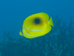 Chaetodon bennetti