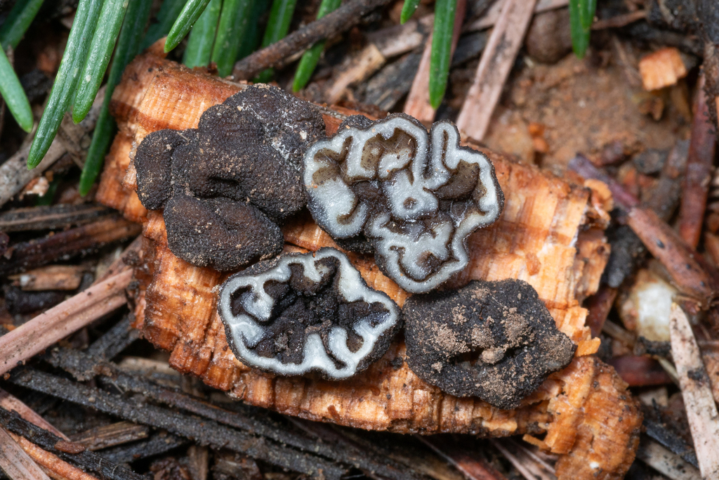 Genea sp. 'AZ03'