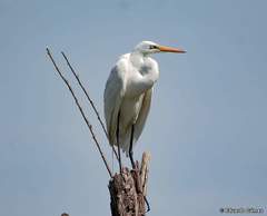 Ardea alba