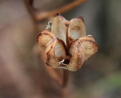 Lilium debile