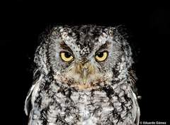 Megascops trichopsis