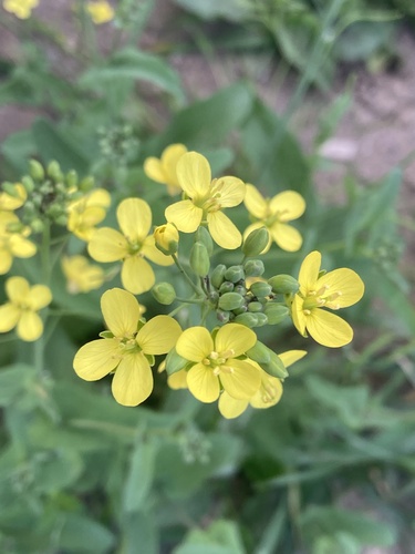 Наблюдение на iNaturalist