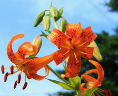 Lilium debile