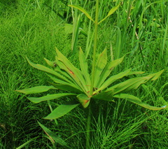 Lilium debile