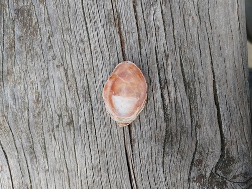 Maoricrypta immersa observed 2025-09-05