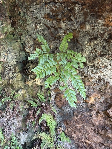 Marattia douglasii observed 2025-09-04