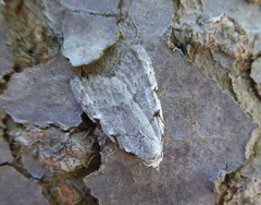 Nola triquetrana