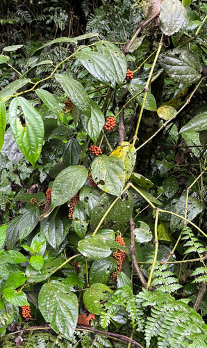 Pepper (Piper guineense)