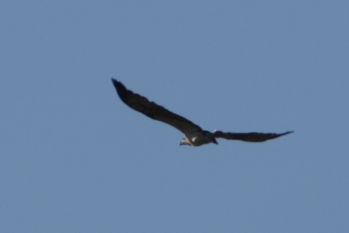 Avistamiento Águila pescadora (Marismas Tinto-Odiel)