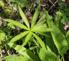 Lilium debile