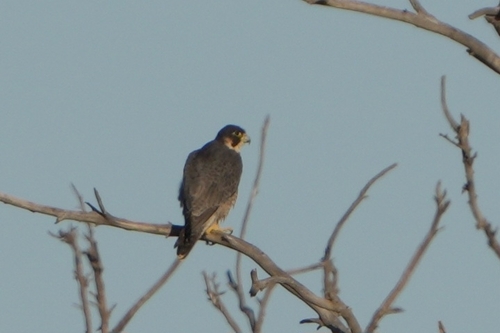 Avistamiento Halcón peregrino