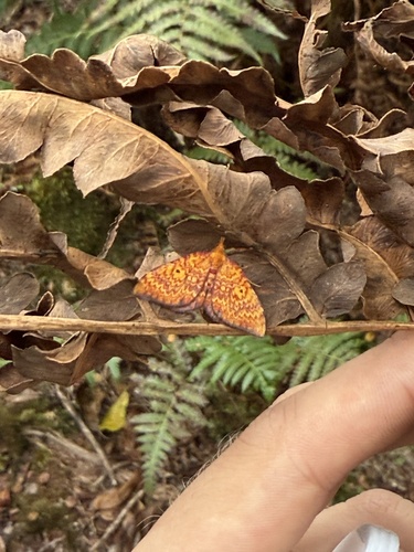 Kauaiina ioxantha observed 2025-09-04