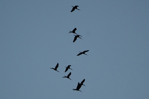 Avistamiento Morito común (Marismas Odiel)