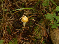 Amanita xylinivolva