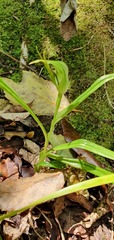 Pterostylis irwinii