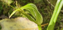 Pterostylis irwinii