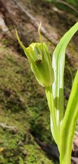 Pterostylis irwinii