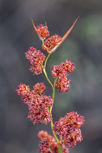Overberg Fountainreed (Cannomois congesta)