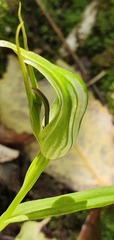 Pterostylis irwinii